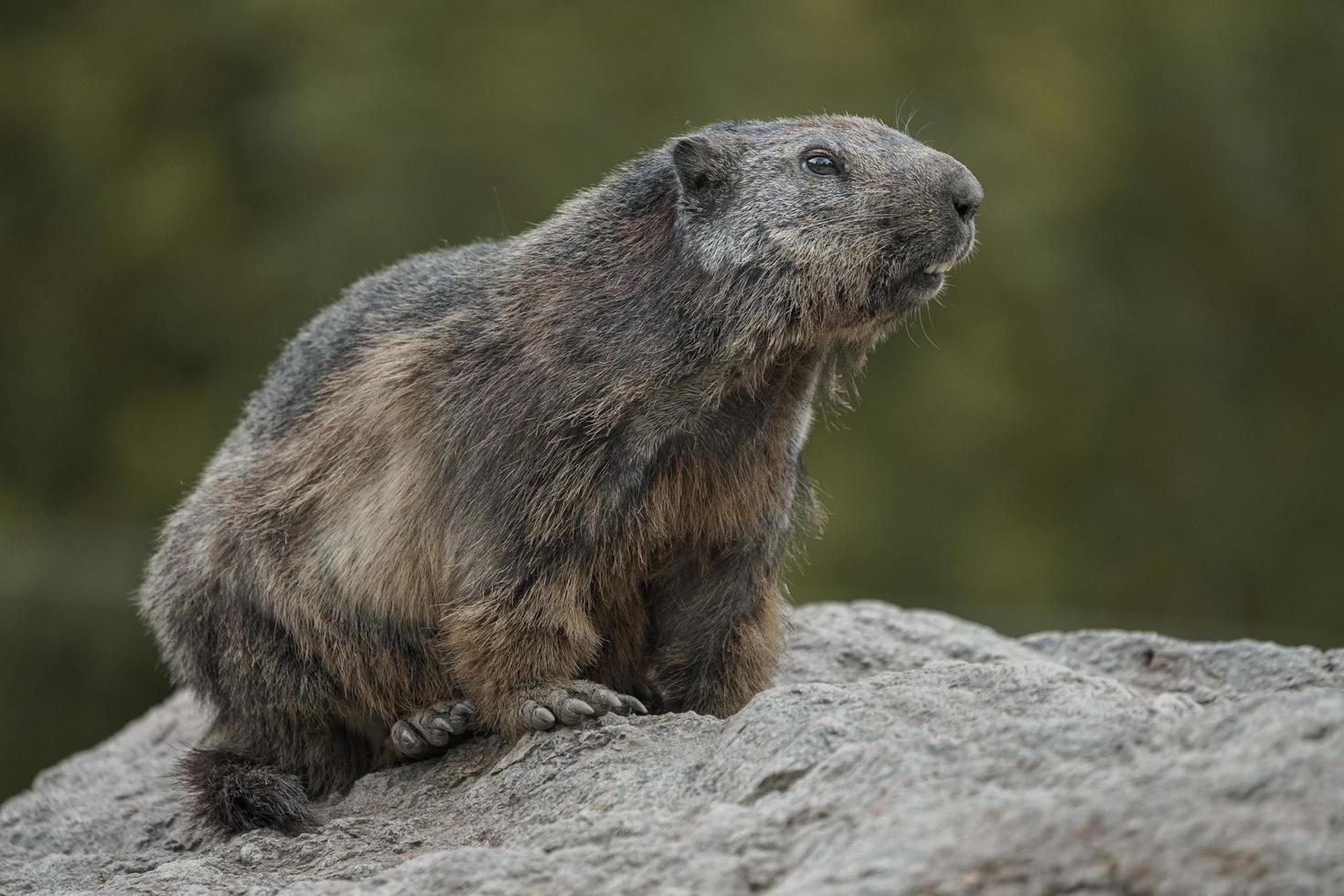 Alpine marmot on rock photo