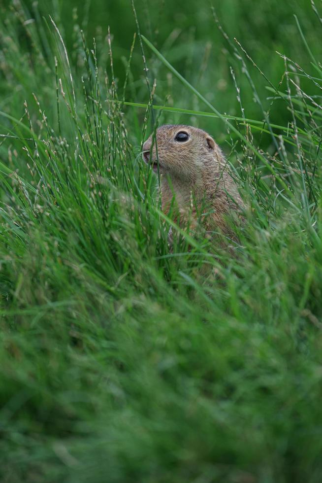 ardilla de tierra europea foto