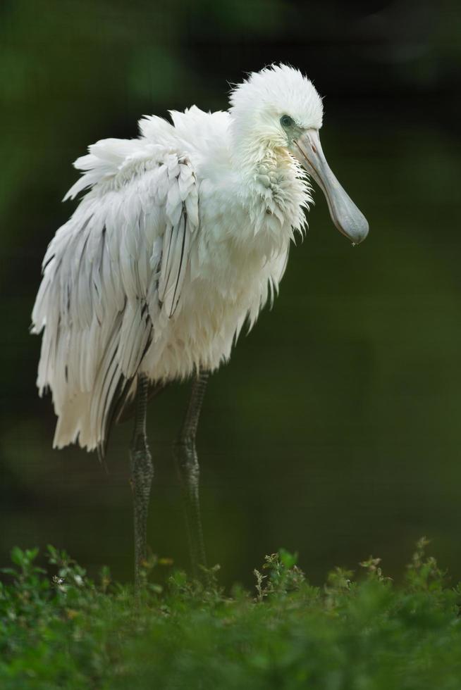 Portrait of Eurasian spoonbill photo