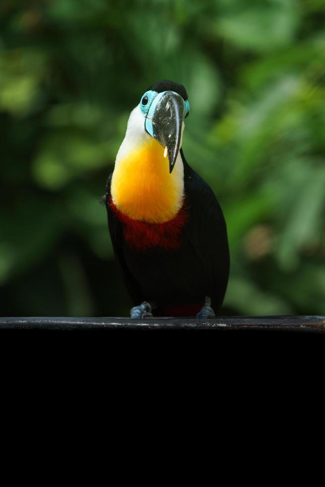 Channel billed toucan photo