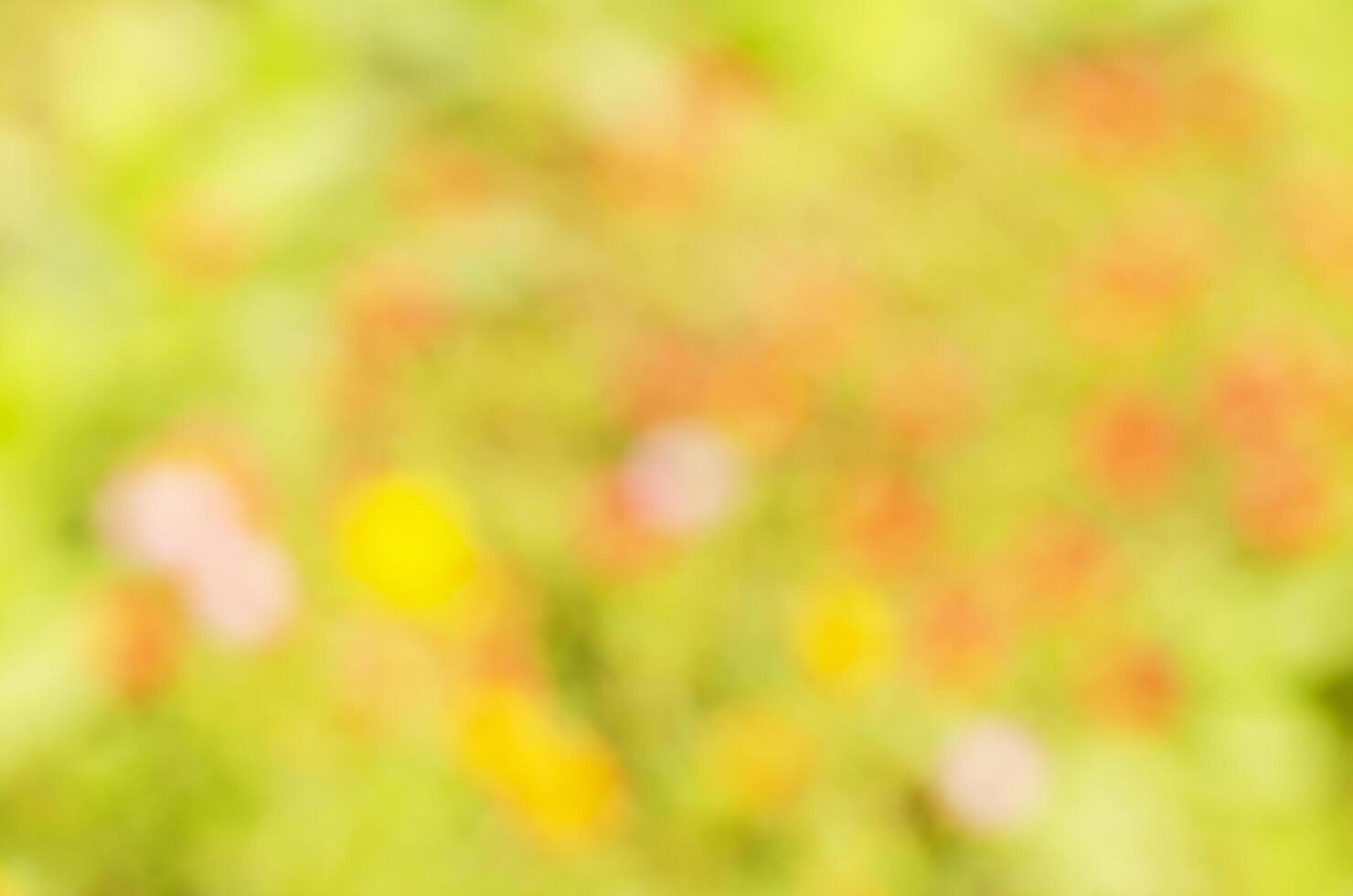 Blurred bokeh pattern with flower plant backgrounds photo