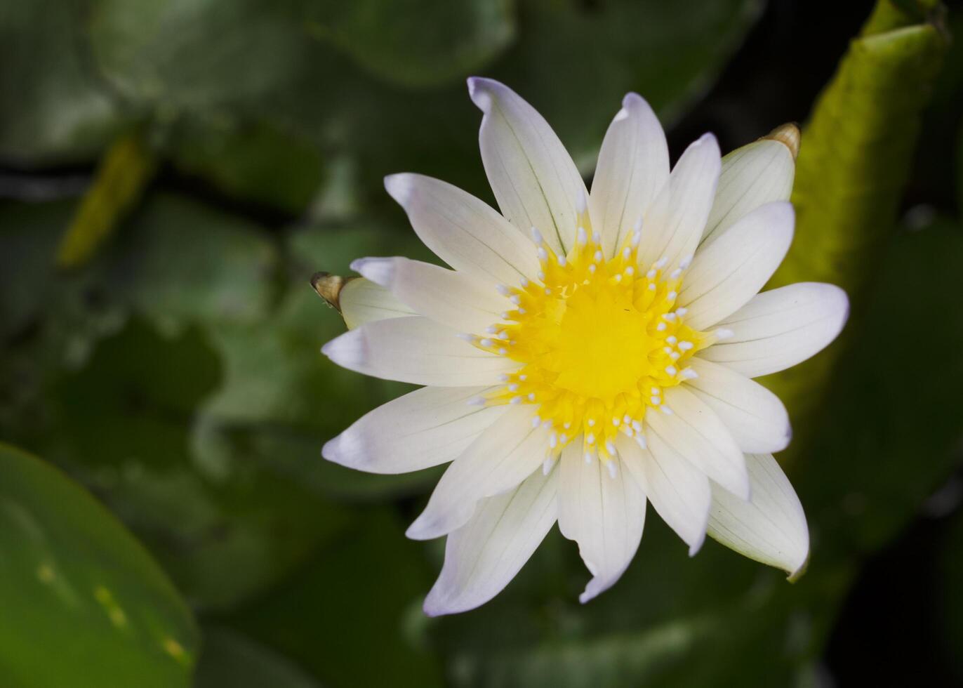 Close up of white lotus flower blooming in the nature photo