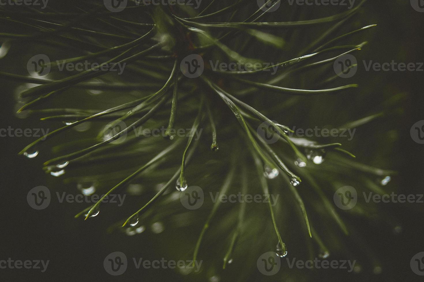 Rain water drops on the pine needles natural bokeh effect close up. photo