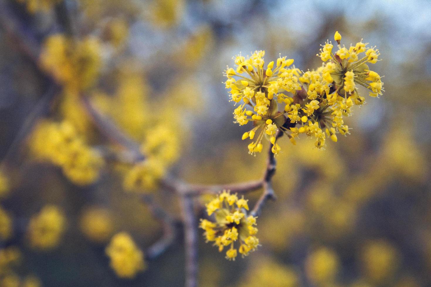 Yellow flowers on a tree with branches on a blue background photo