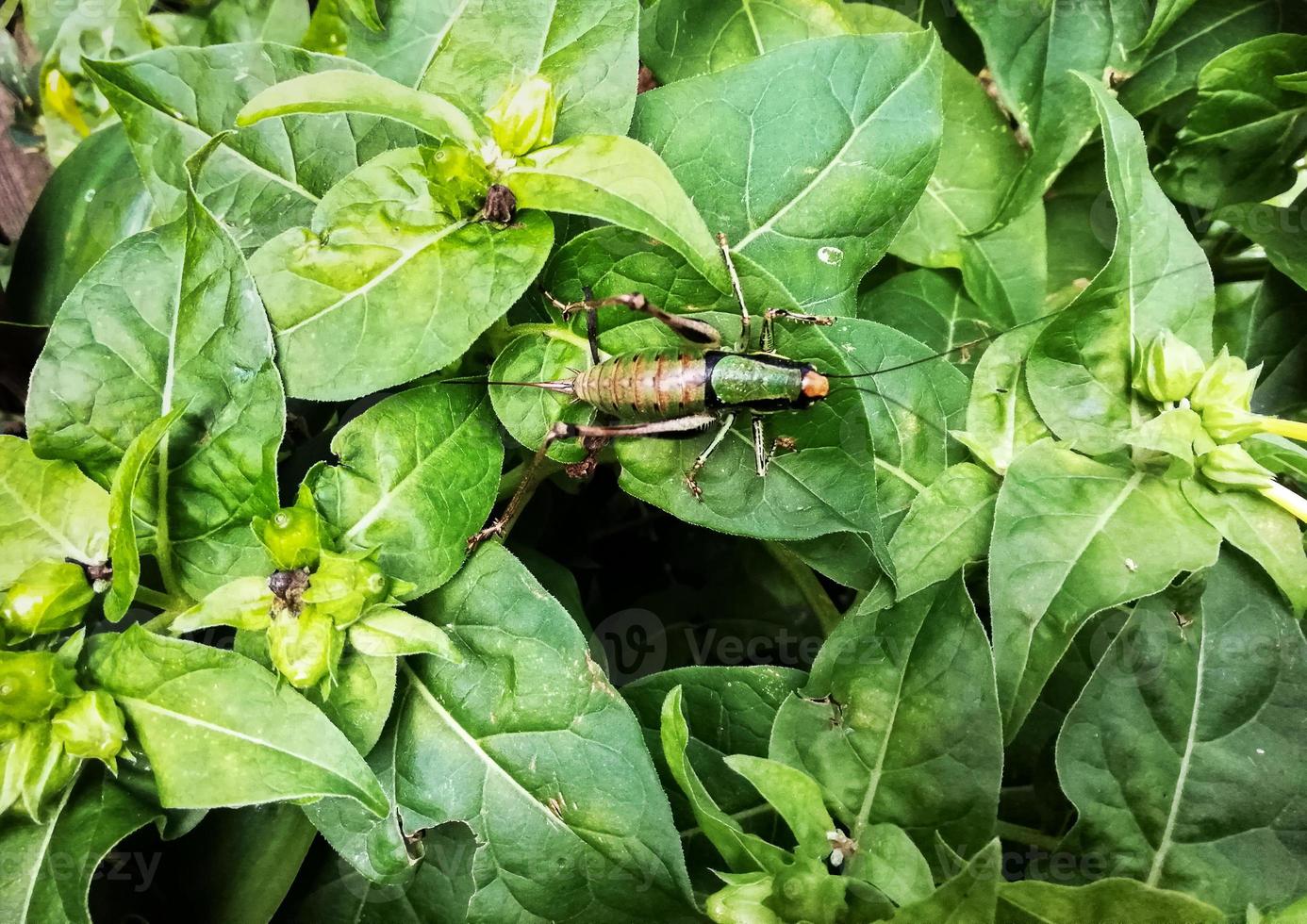 Cricket on green leaves photo