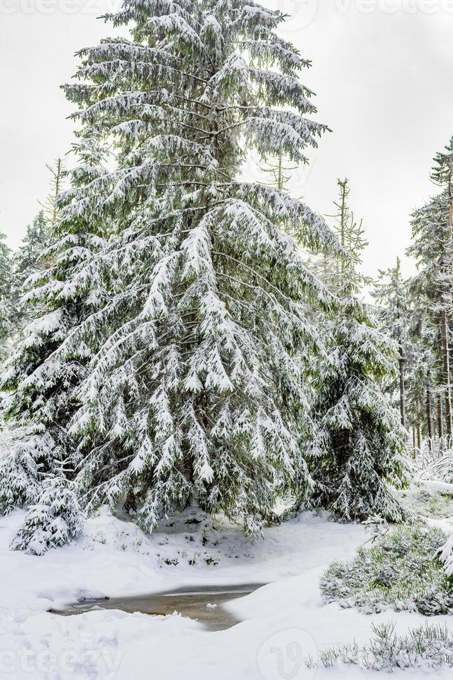 Paisaje de bosque de invierno en la montaña Brocken, Harz, Alemania foto