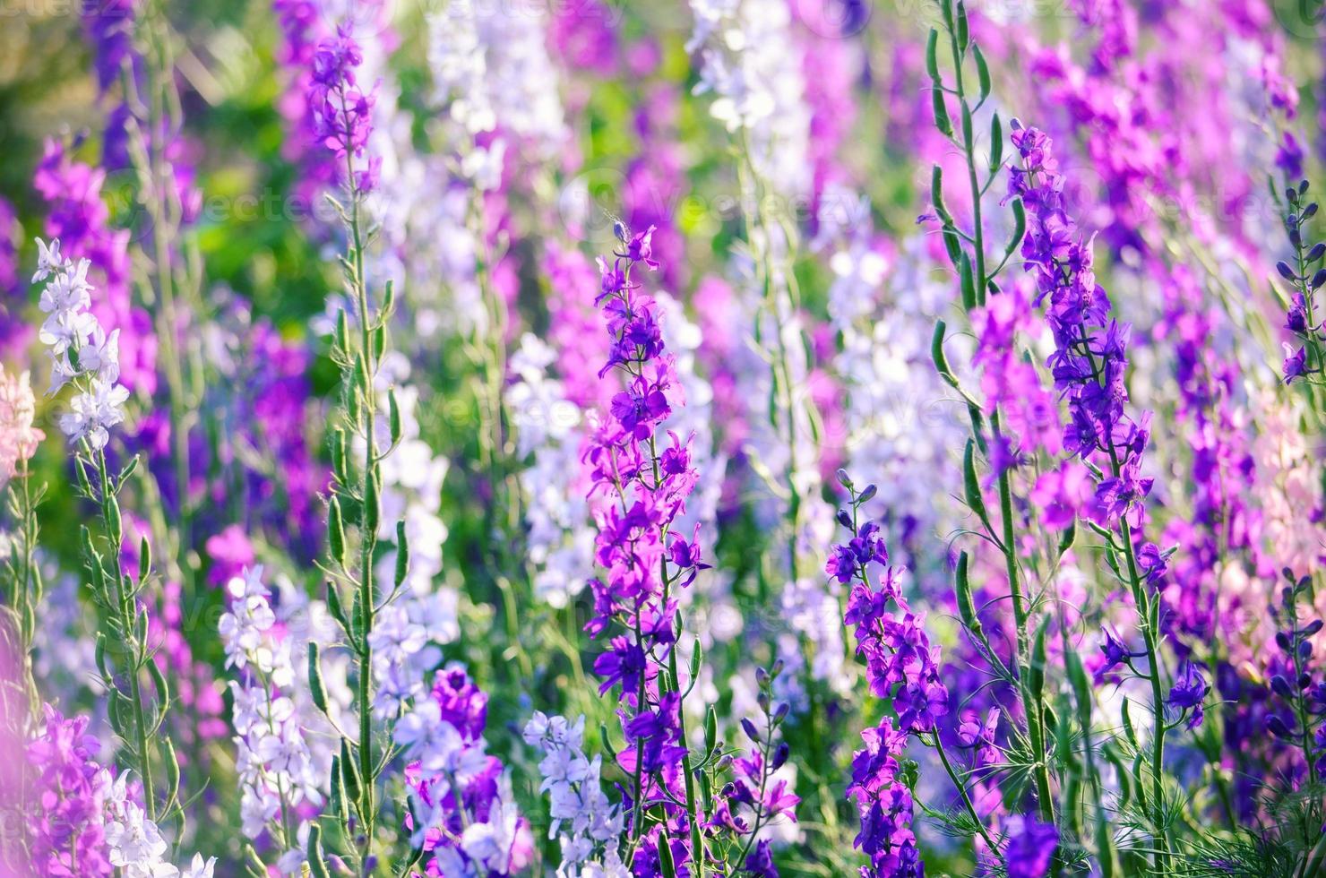 hermosas flores lilas en verano foto