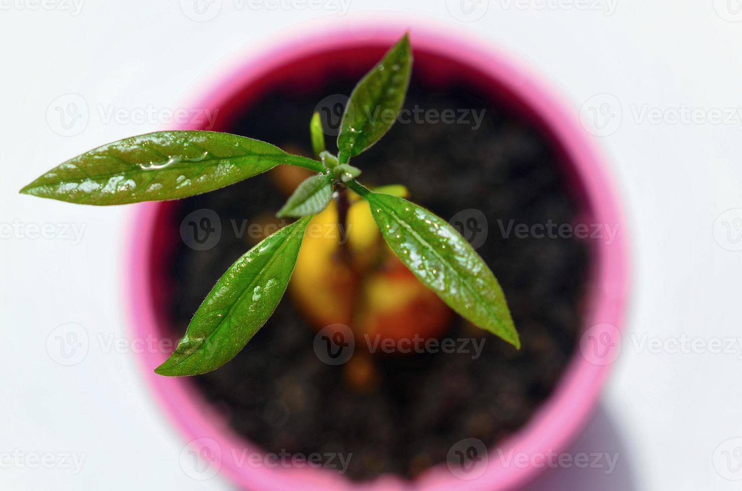 árbol de aguacate joven en una olla foto