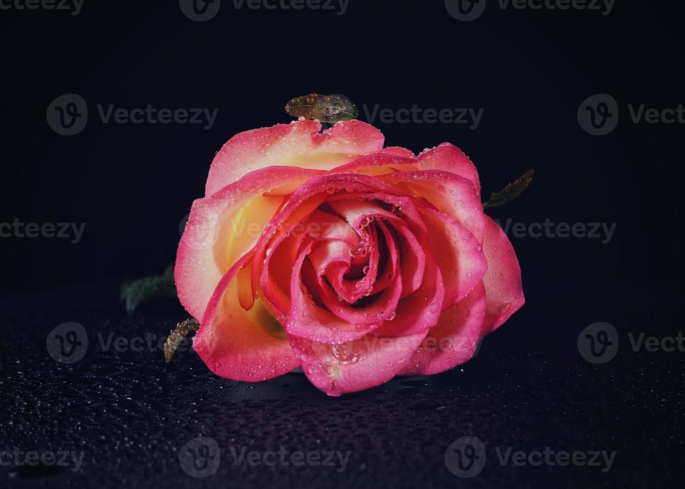 hermosa rosa sobre un fondo negro foto