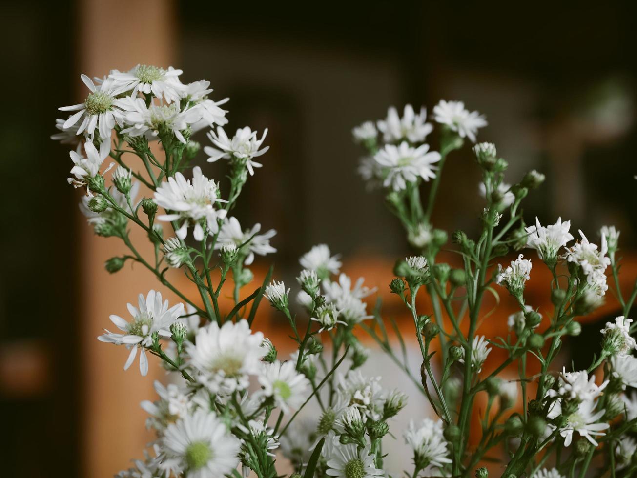 hermoso ramo de pétalos de flores de manzanilla foto