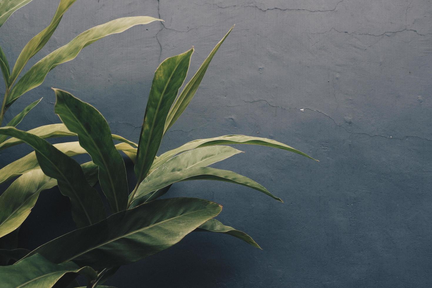 Green plant beside grey wall photo