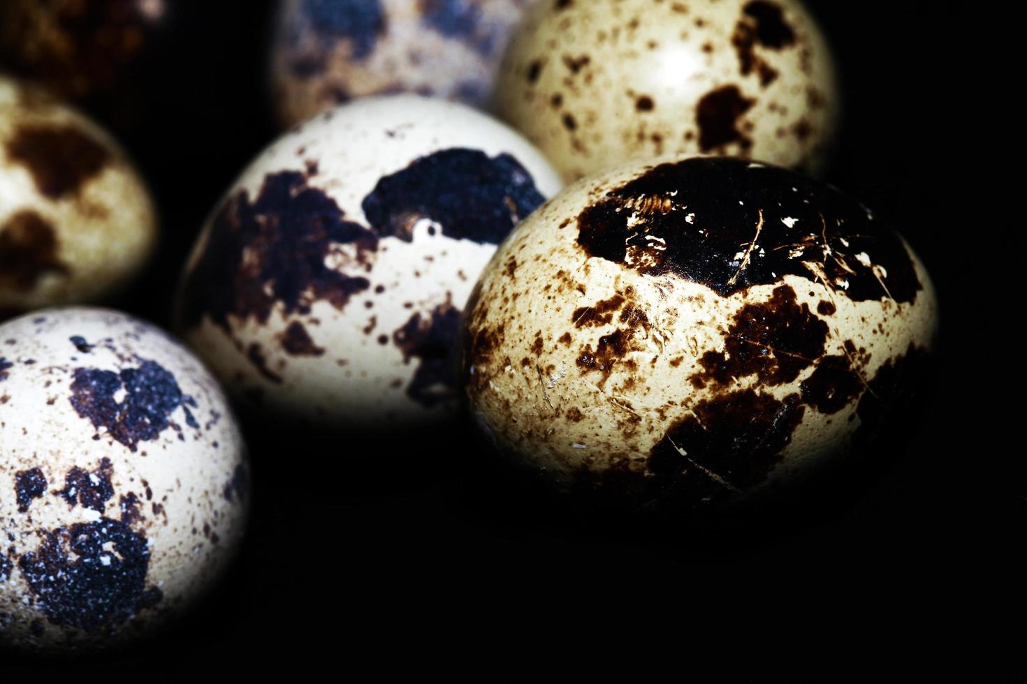 Animal Small Bird Egg Food photo