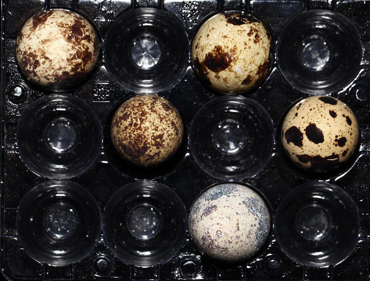 Animal Small Bird Egg Food photo