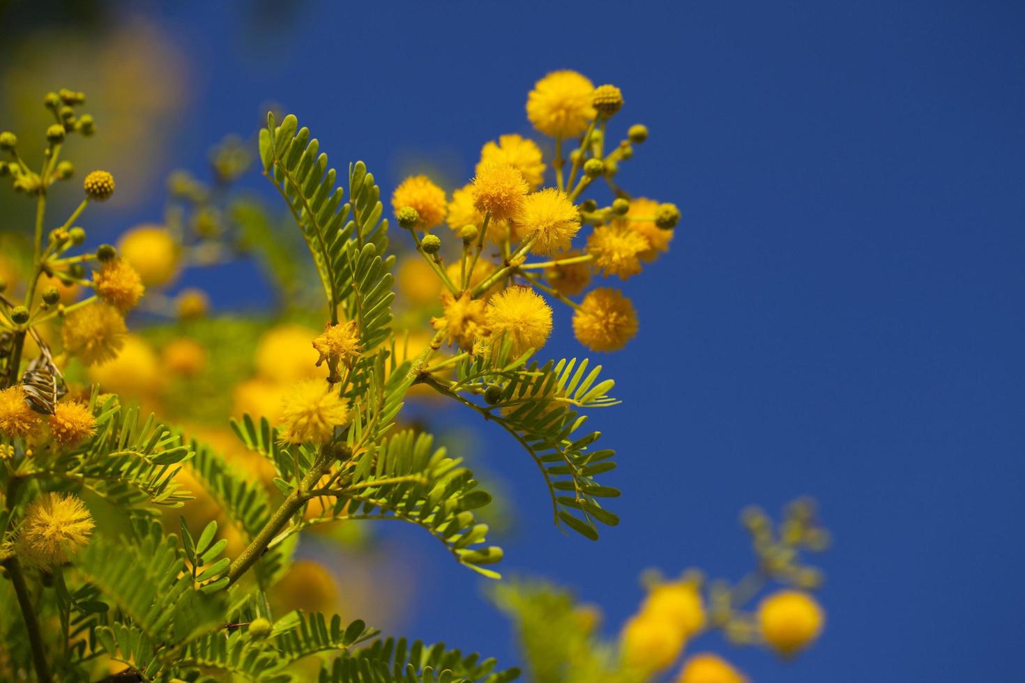 Yellow Flowers in Nature photo
