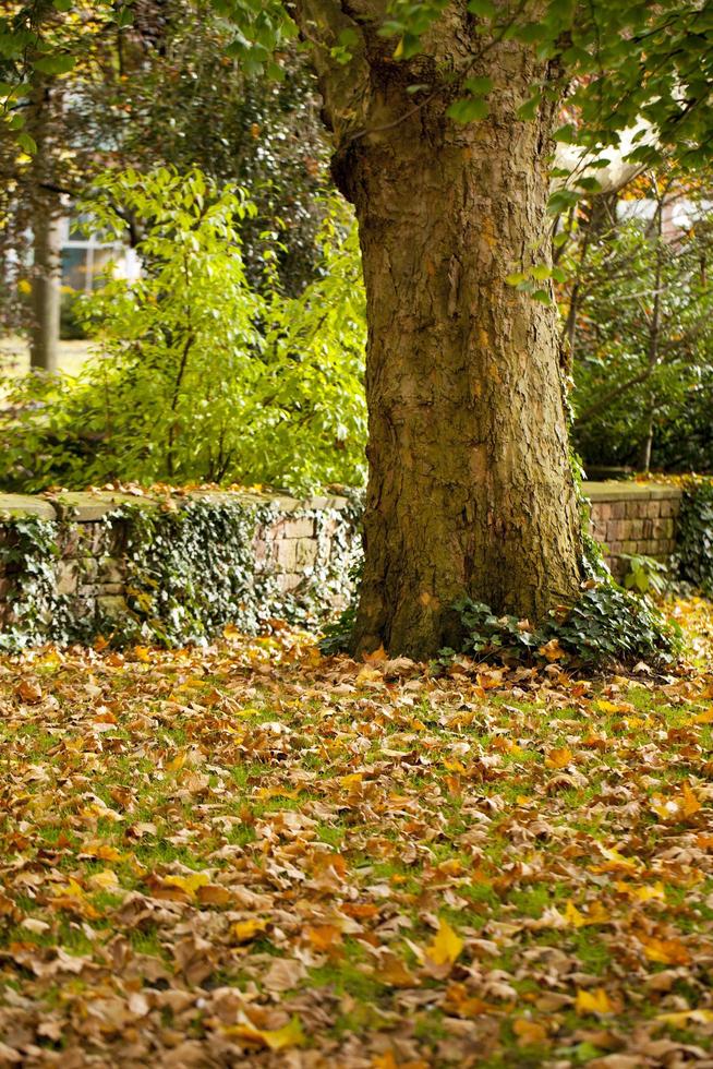 árboles estacionales y carreteras naturaleza verde en el parque foto