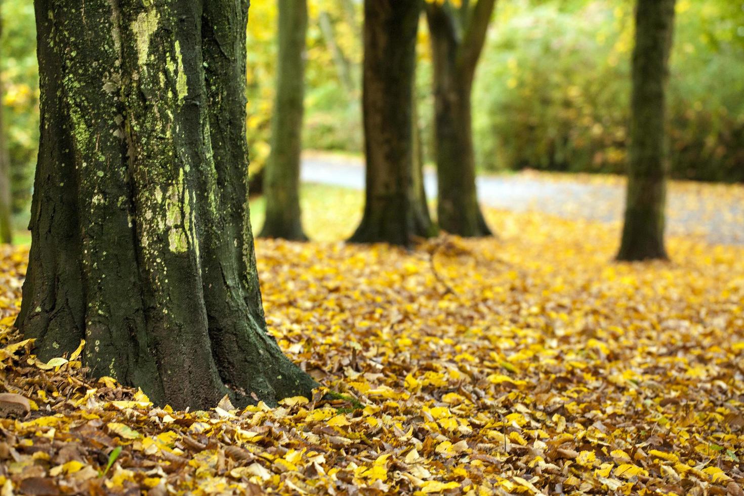 Seasonal Trees and Roads Green Nature in Park photo