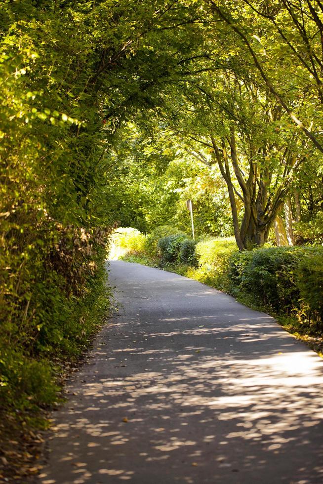 Seasonal Trees and Roads Green Nature in Park photo