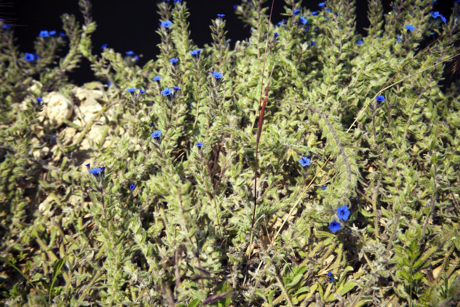 flores y hojas románticas azules foto de flora