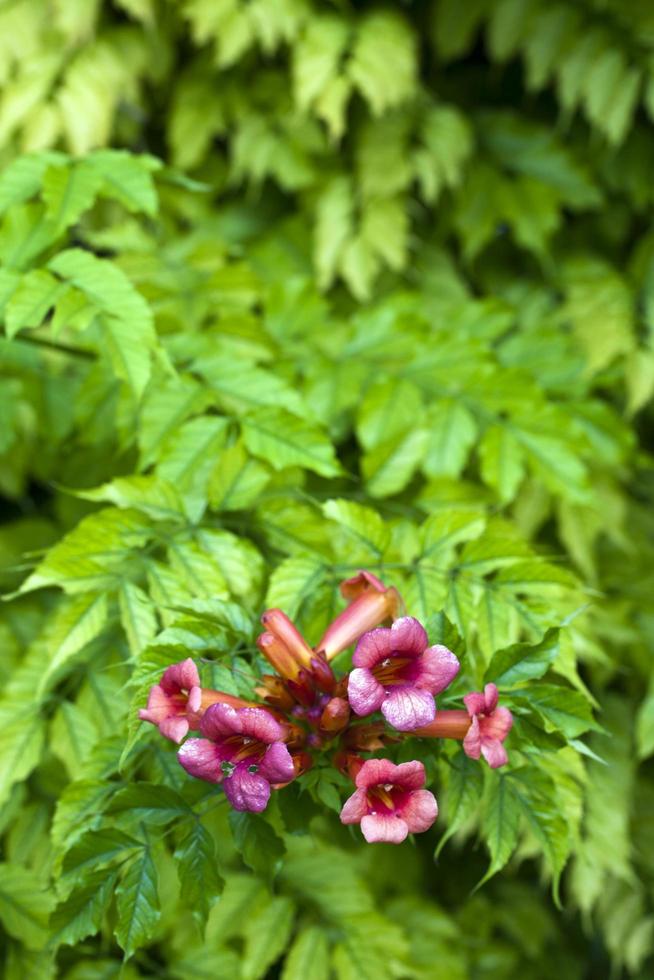 coloridas flores y hojas de flora romántica viva foto