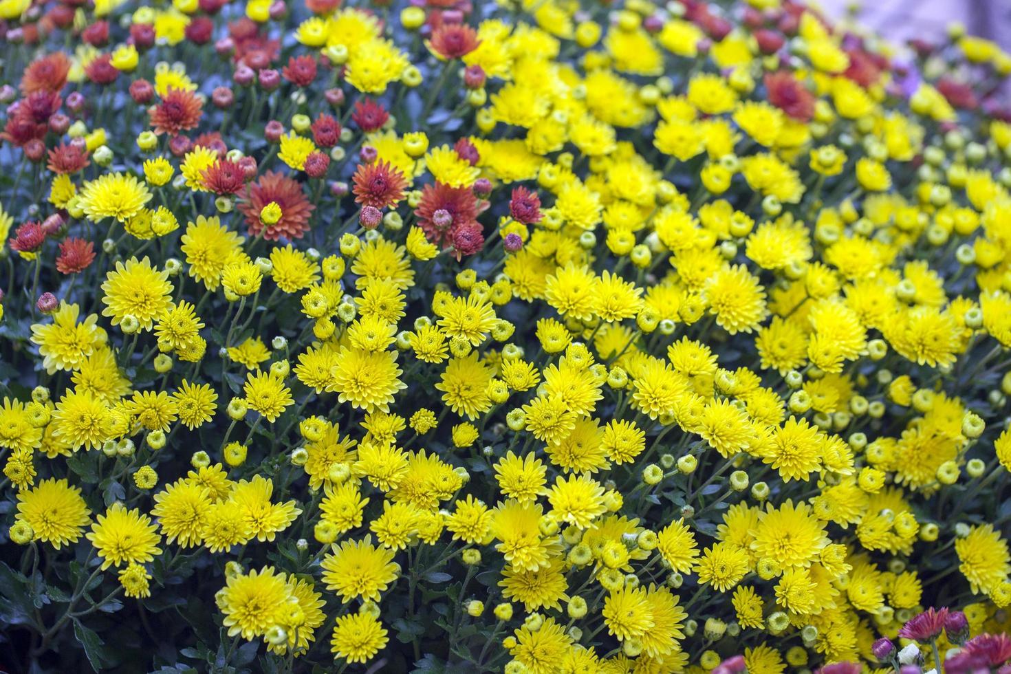 coloridas flores y hojas de flora romántica viva foto