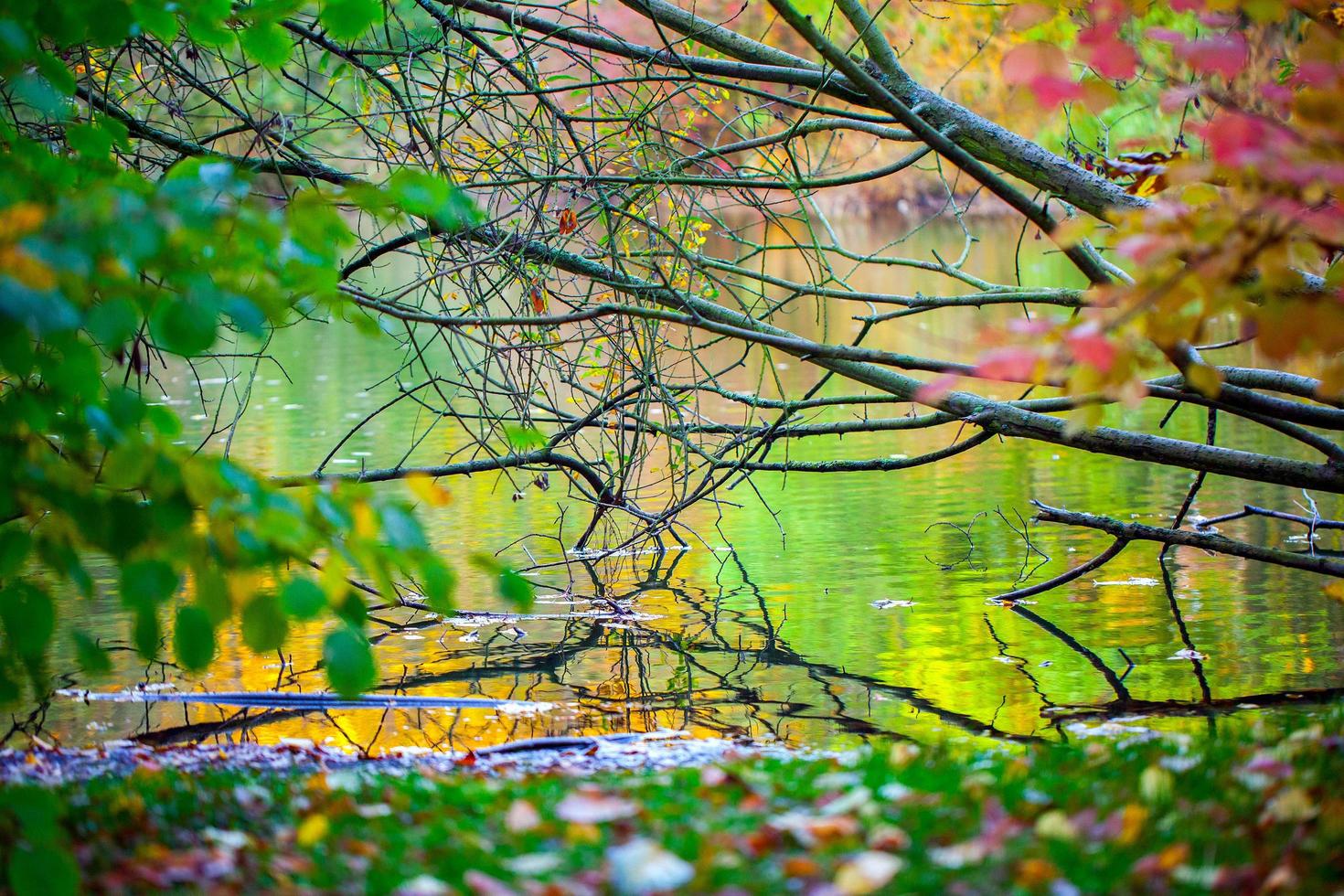 Seasonal Trees and Roads Green Nature in Park photo