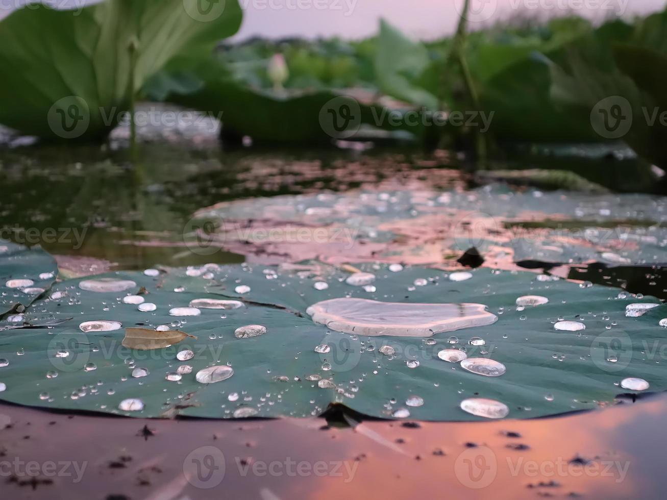 Reflection of the evening sky in drops of water on a  lotus leaf photo