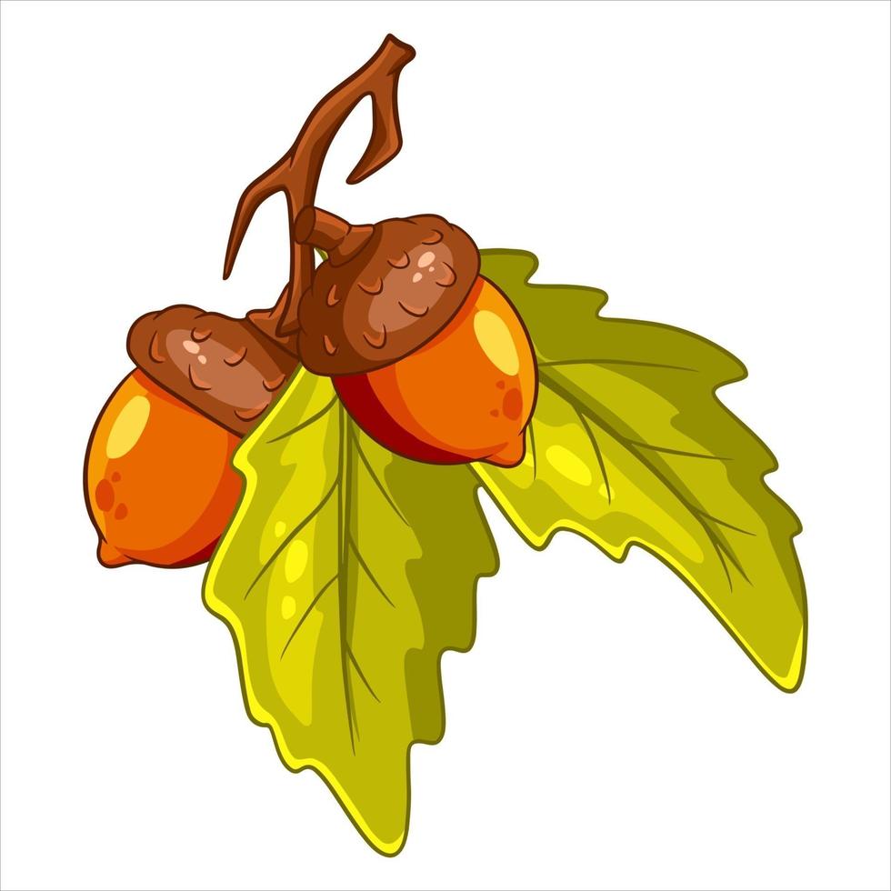 The fruit of the oak is edible. Two acorns on a branch with leaves. vector