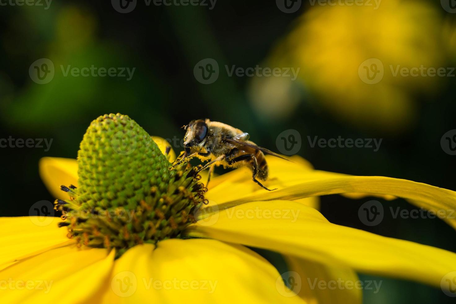 los insectos recogen polen en el jardín foto