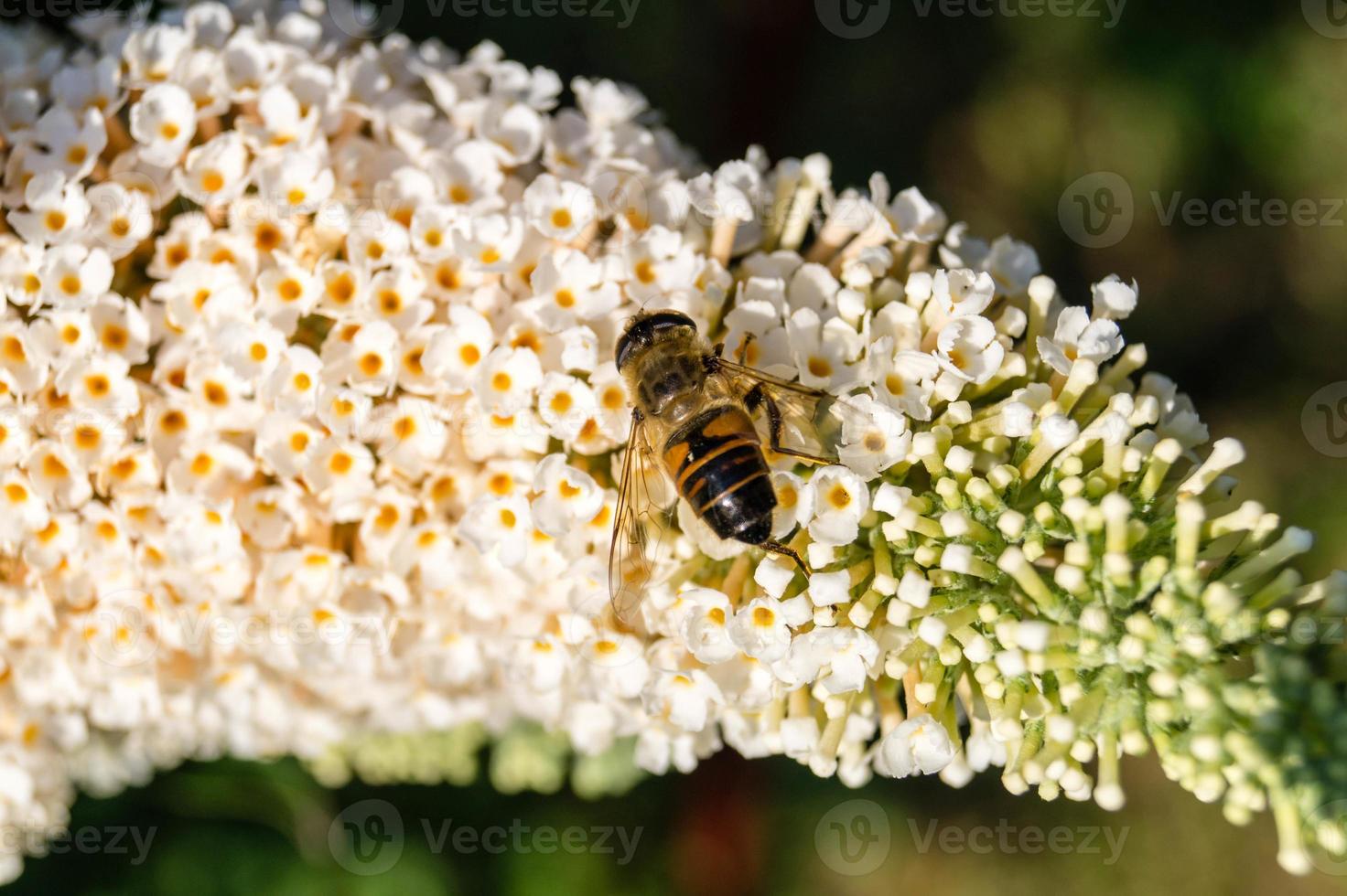 los insectos recogen polen en el jardín foto