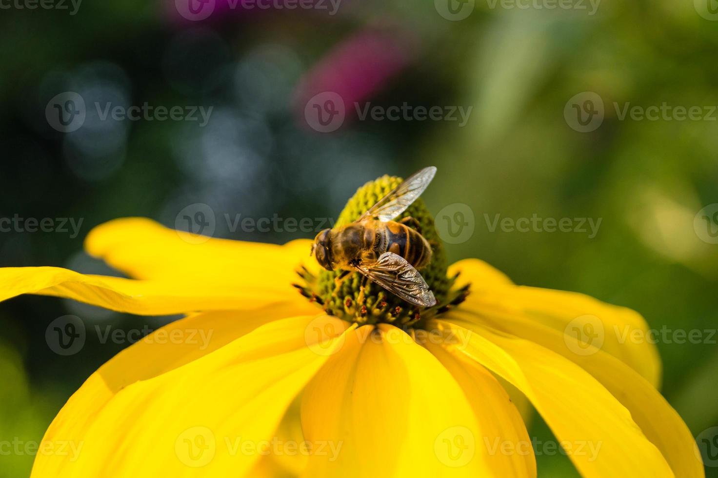 los insectos recogen polen en el jardín foto