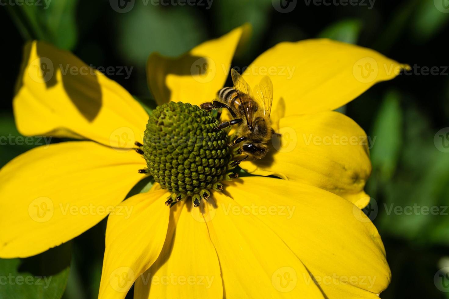 The insects collect pollen in the garden photo