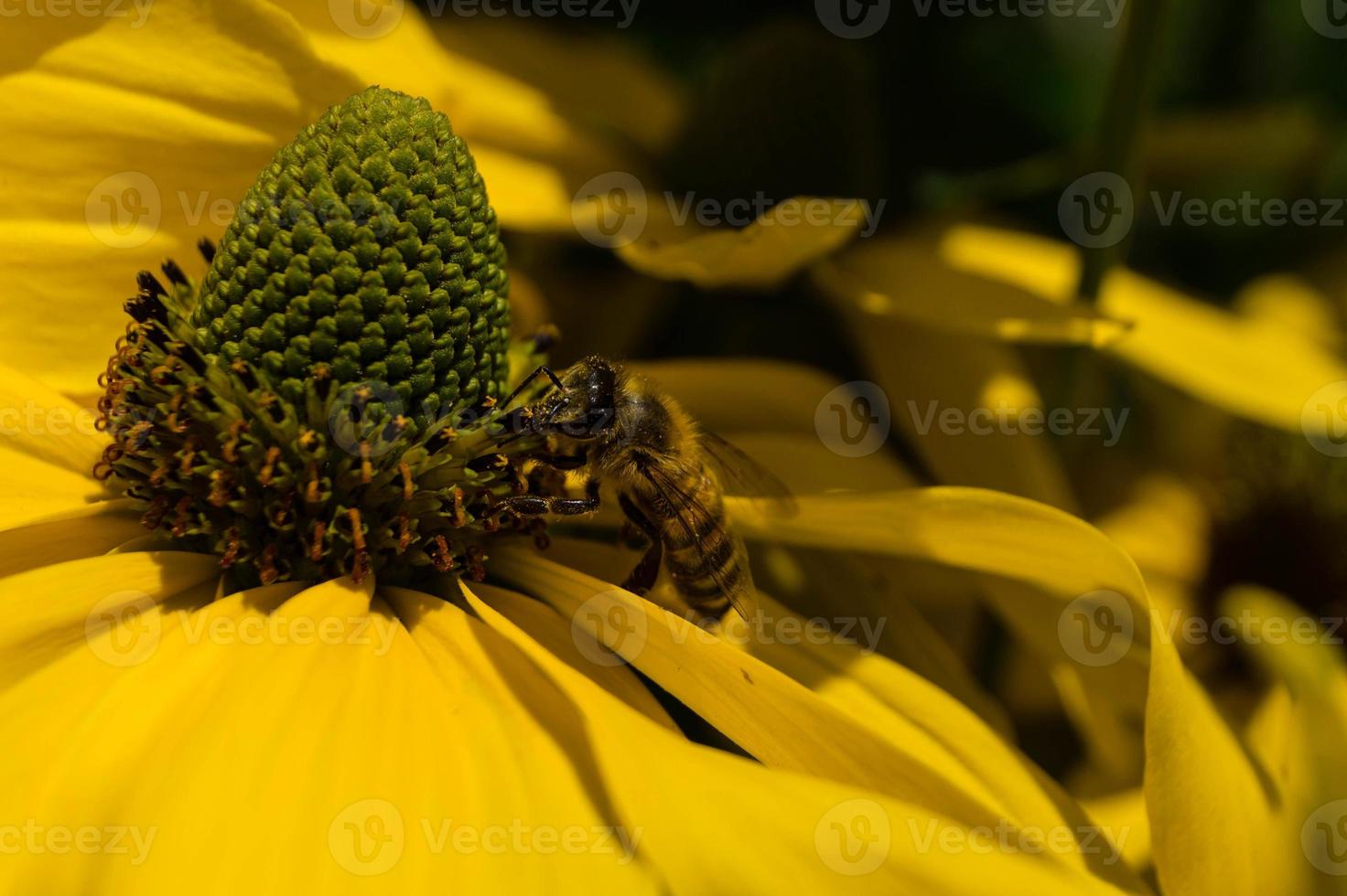 The insects collect pollen in the garden photo