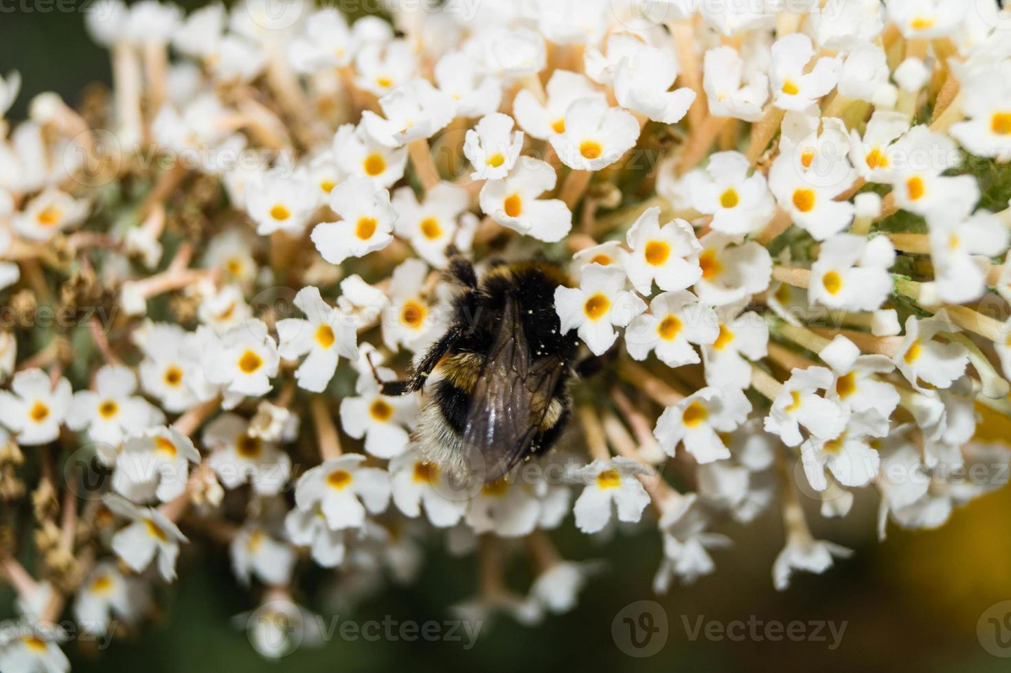 The insects collect pollen in the garden photo