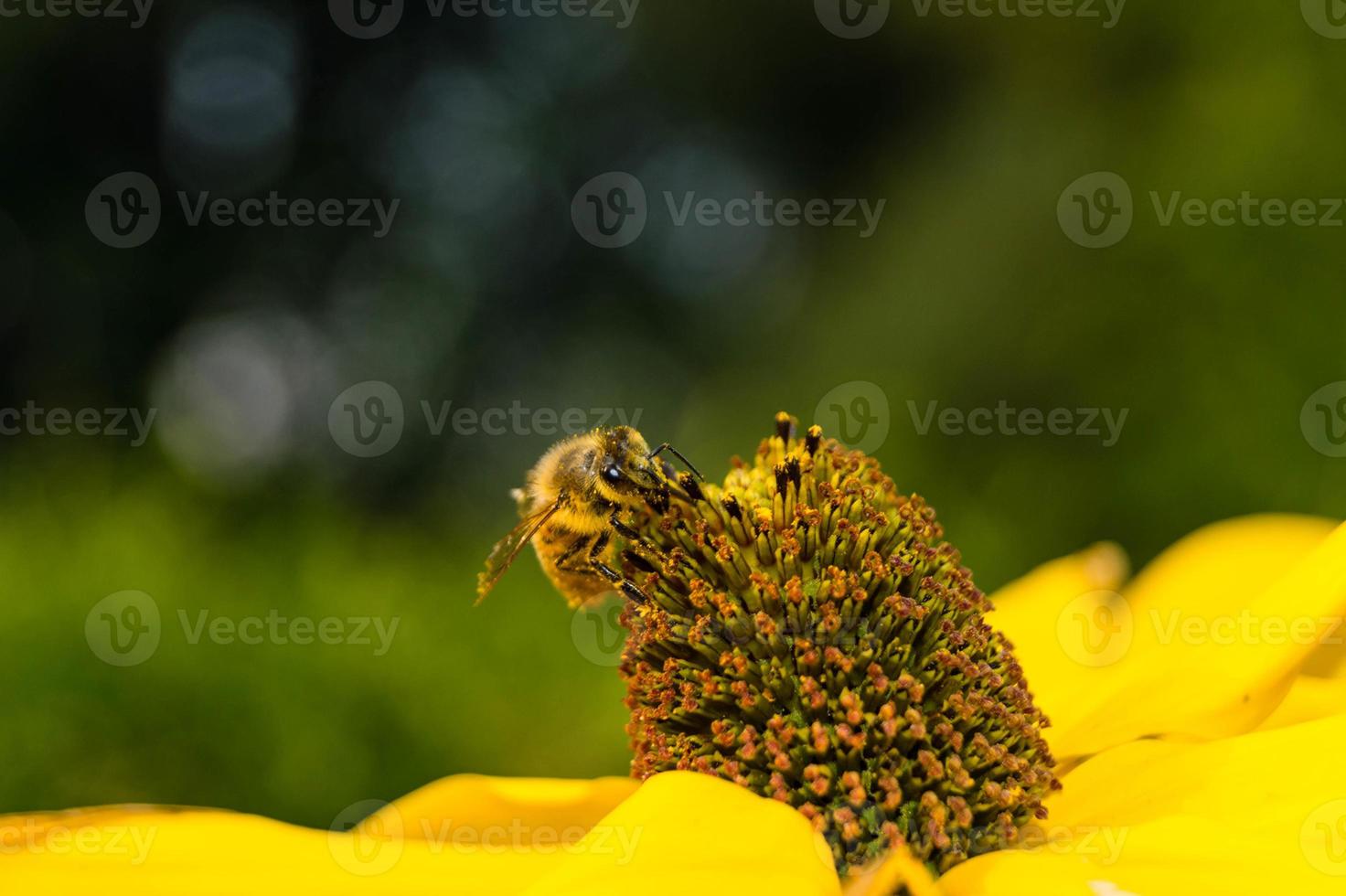 The insects collect pollen in the garden photo