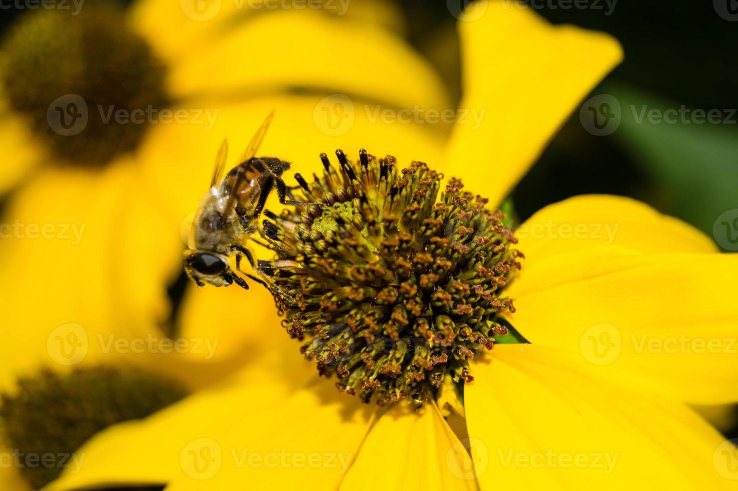 The insects collect pollen in the garden photo