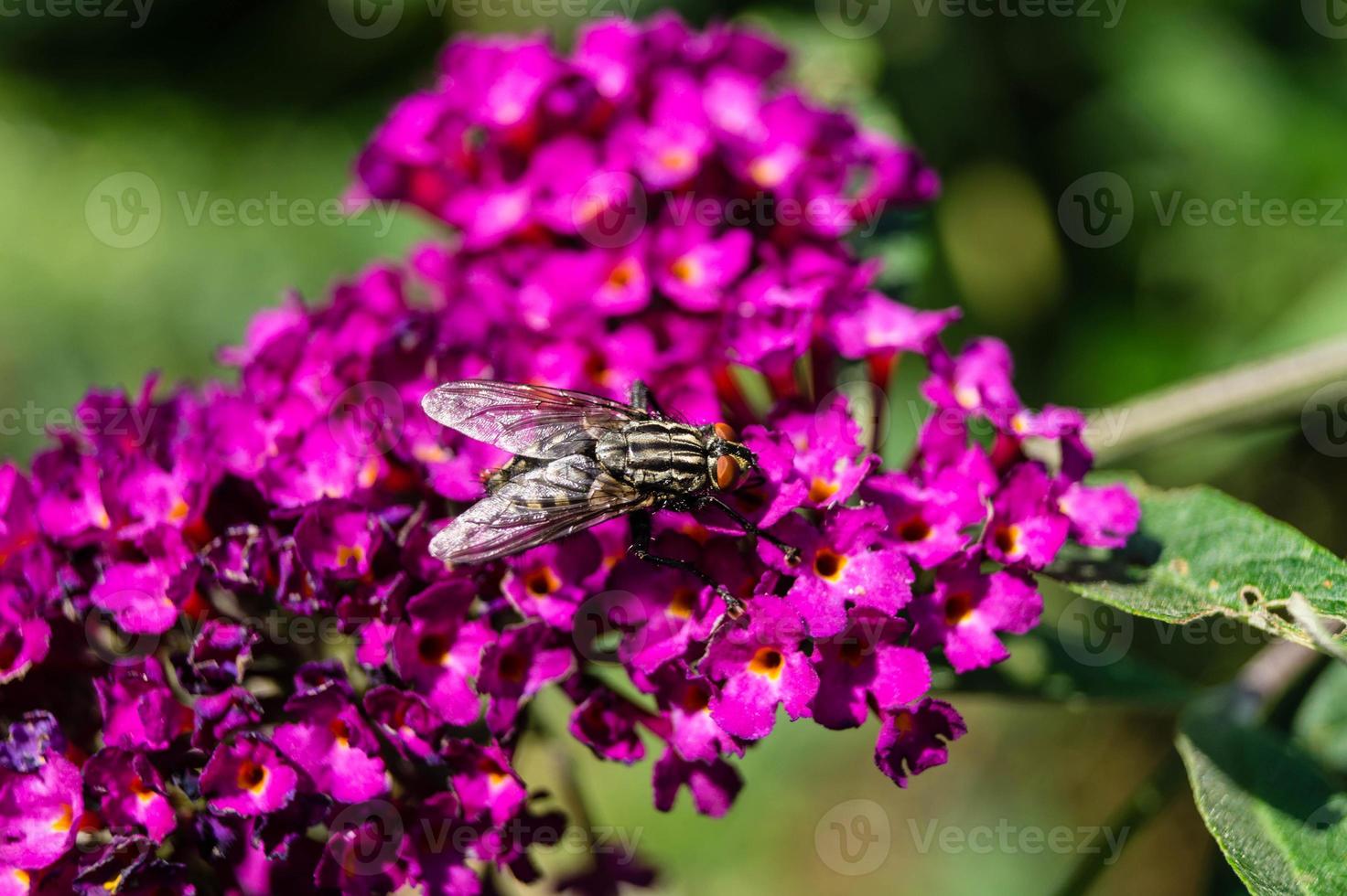 los insectos recogen polen en el jardín foto