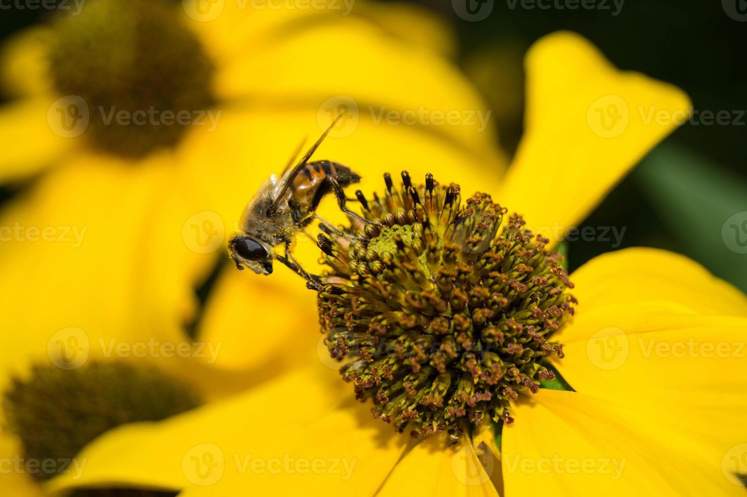 los insectos recogen polen en el jardín foto