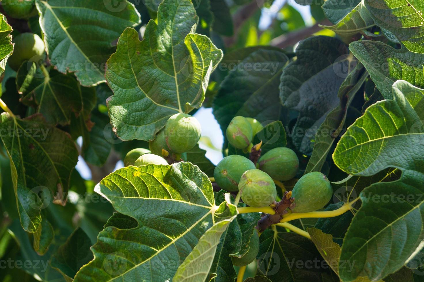 Fig tree with fruits photo