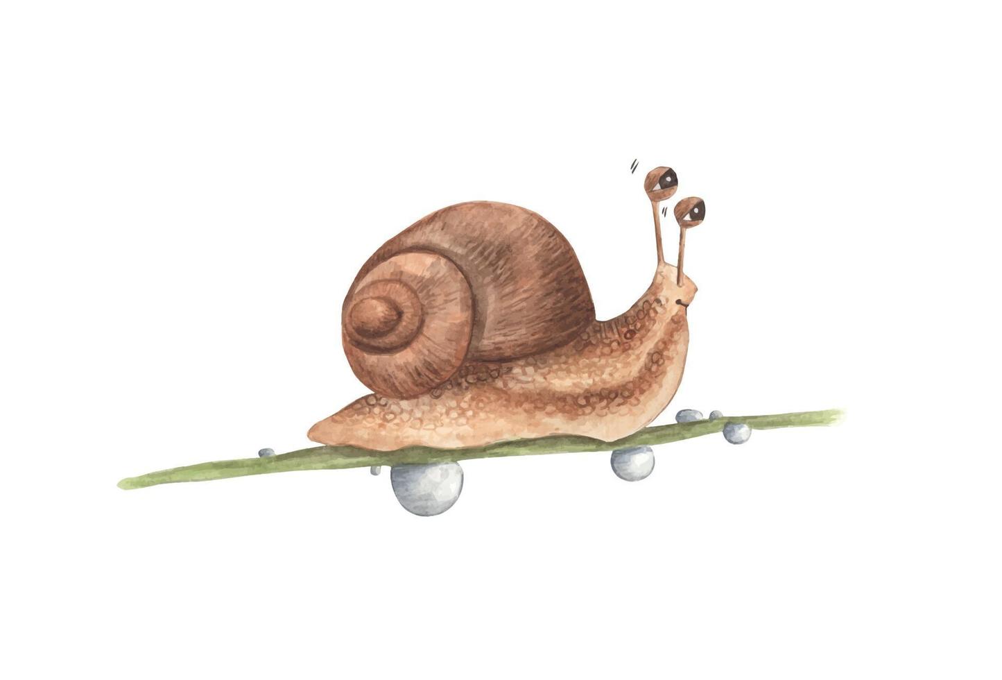 pequeño caracol en la rama. Ilustración acuarela. vector