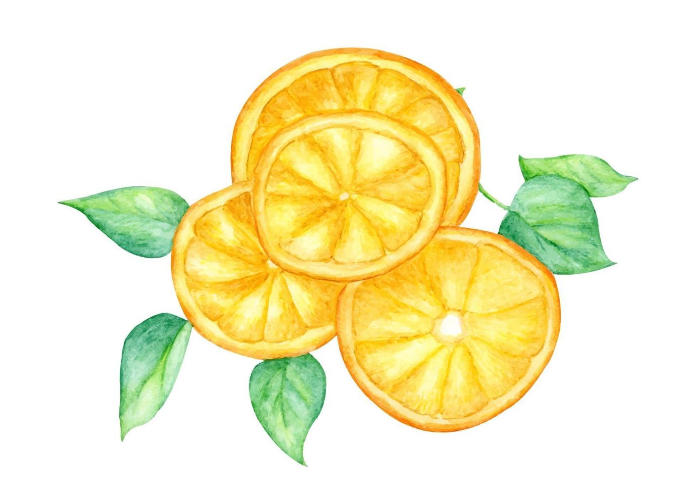 Slice of orange fruit and green leaves, watercolor illustration. vector