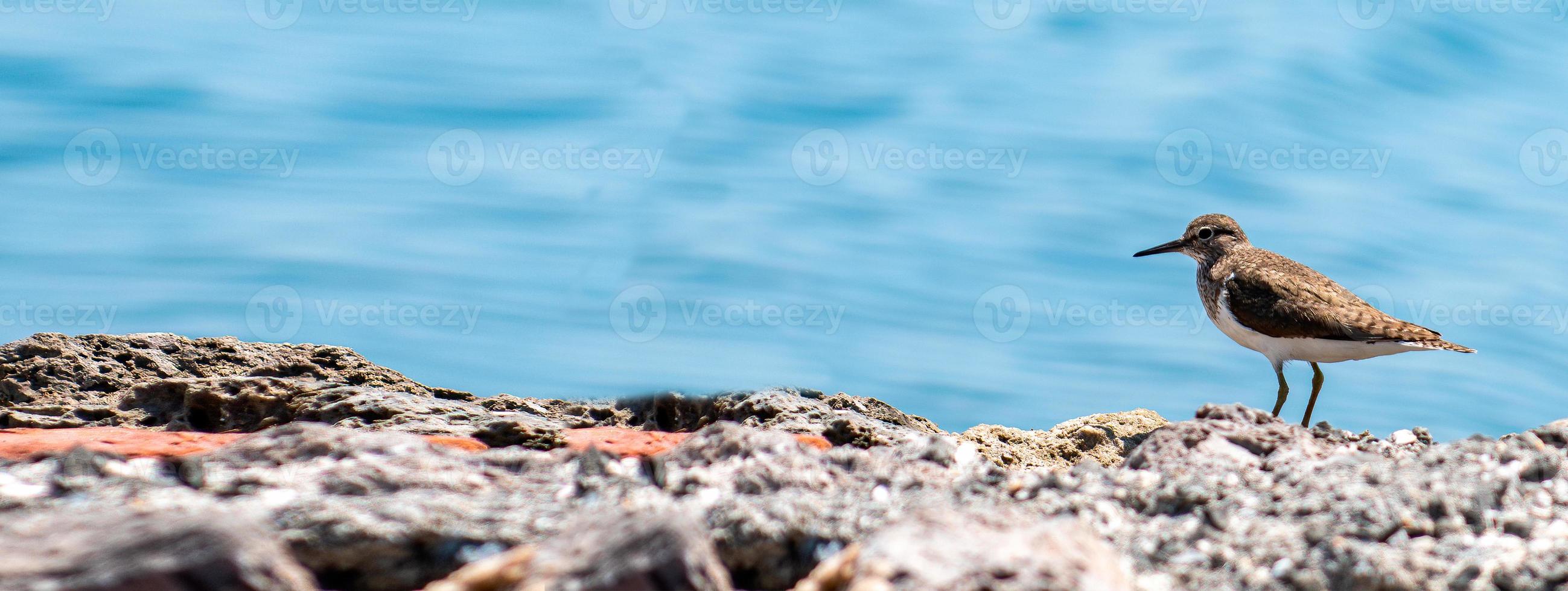 banner of a sea bird Tringa ochropus photo