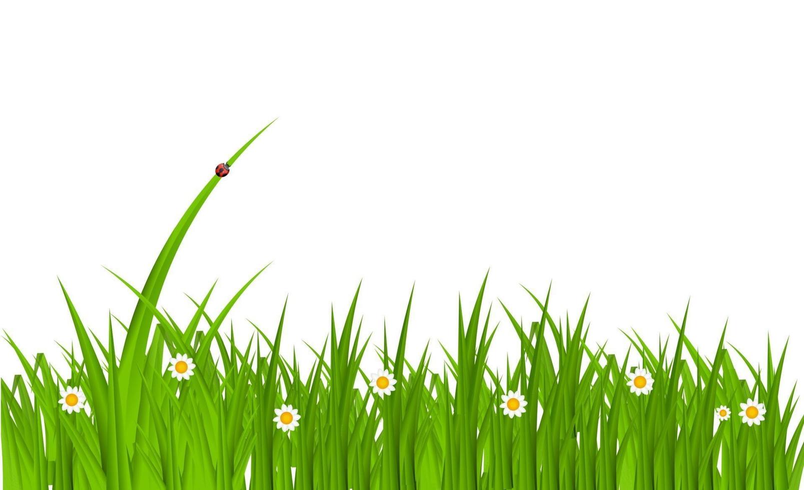 Summer Abstract Background with Grass. Vector Illustration.