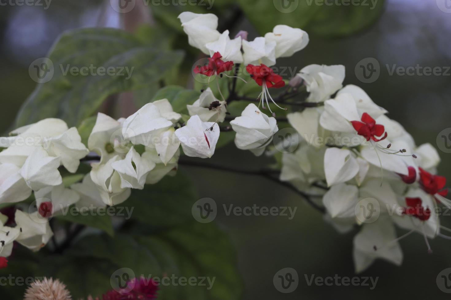 White Color Bleeding Heart Flower with green background photo