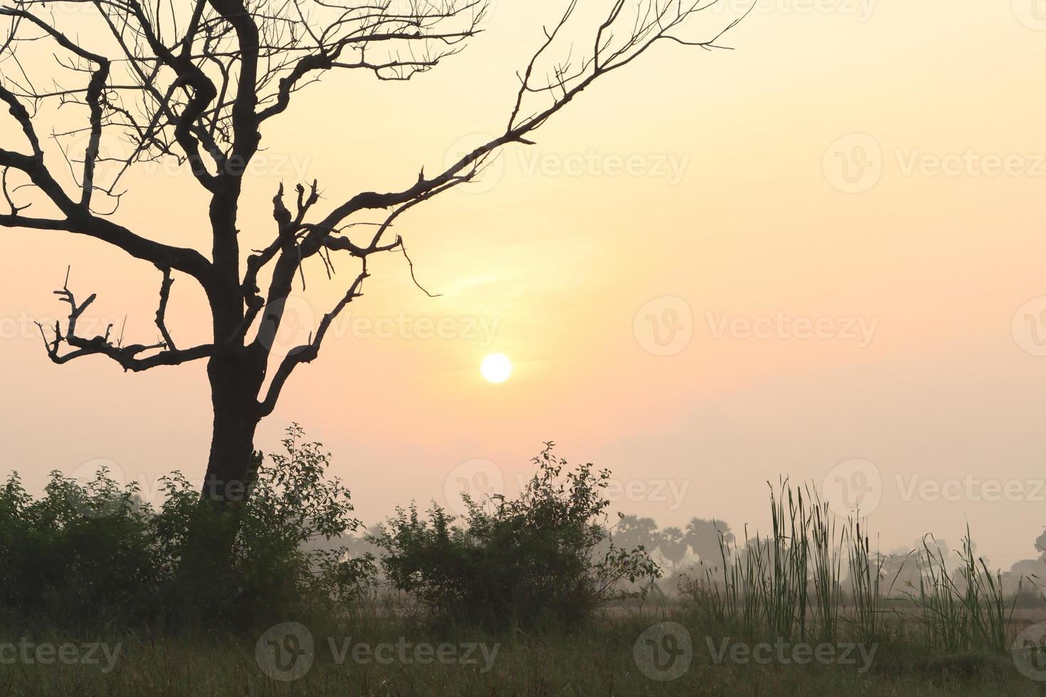 Hermosa vista del amanecer con árboles silueta de Tamil Nadu en India foto