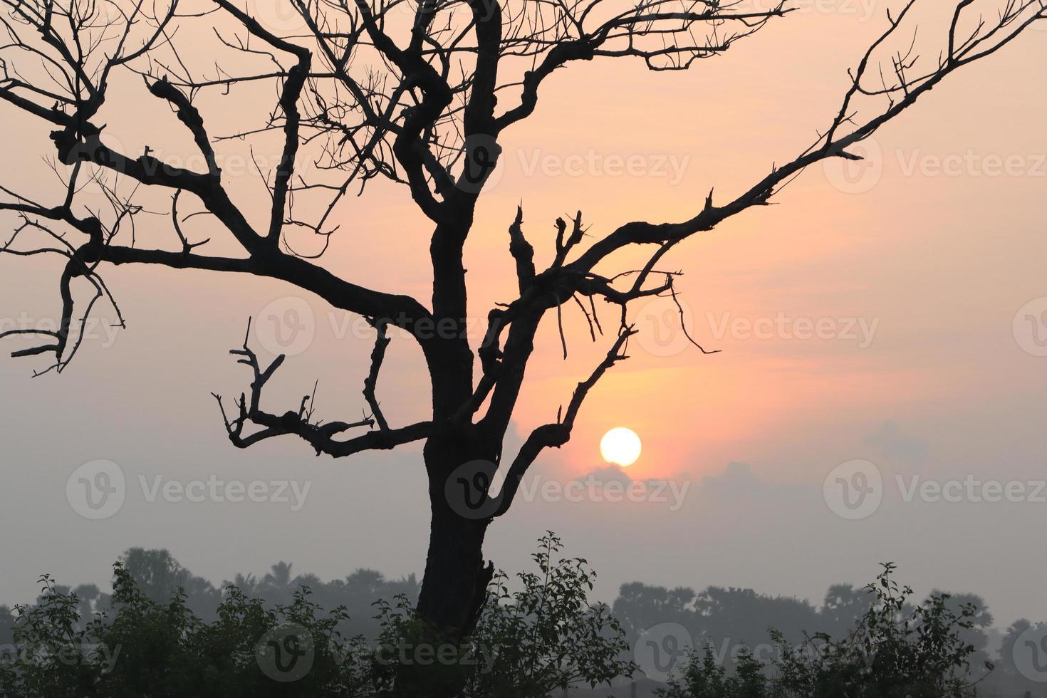 Hermosa vista del amanecer con árboles silueta de Tamil Nadu en India foto