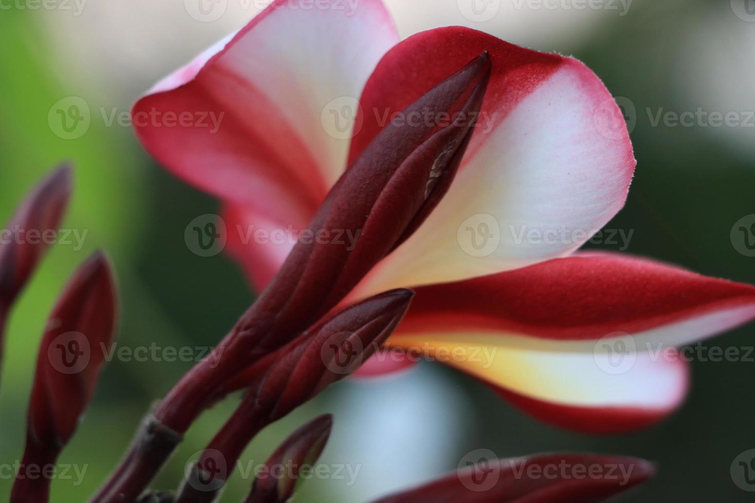 Red and White Mixed Beautiful Flower Bud of Plumeria Rubra photo