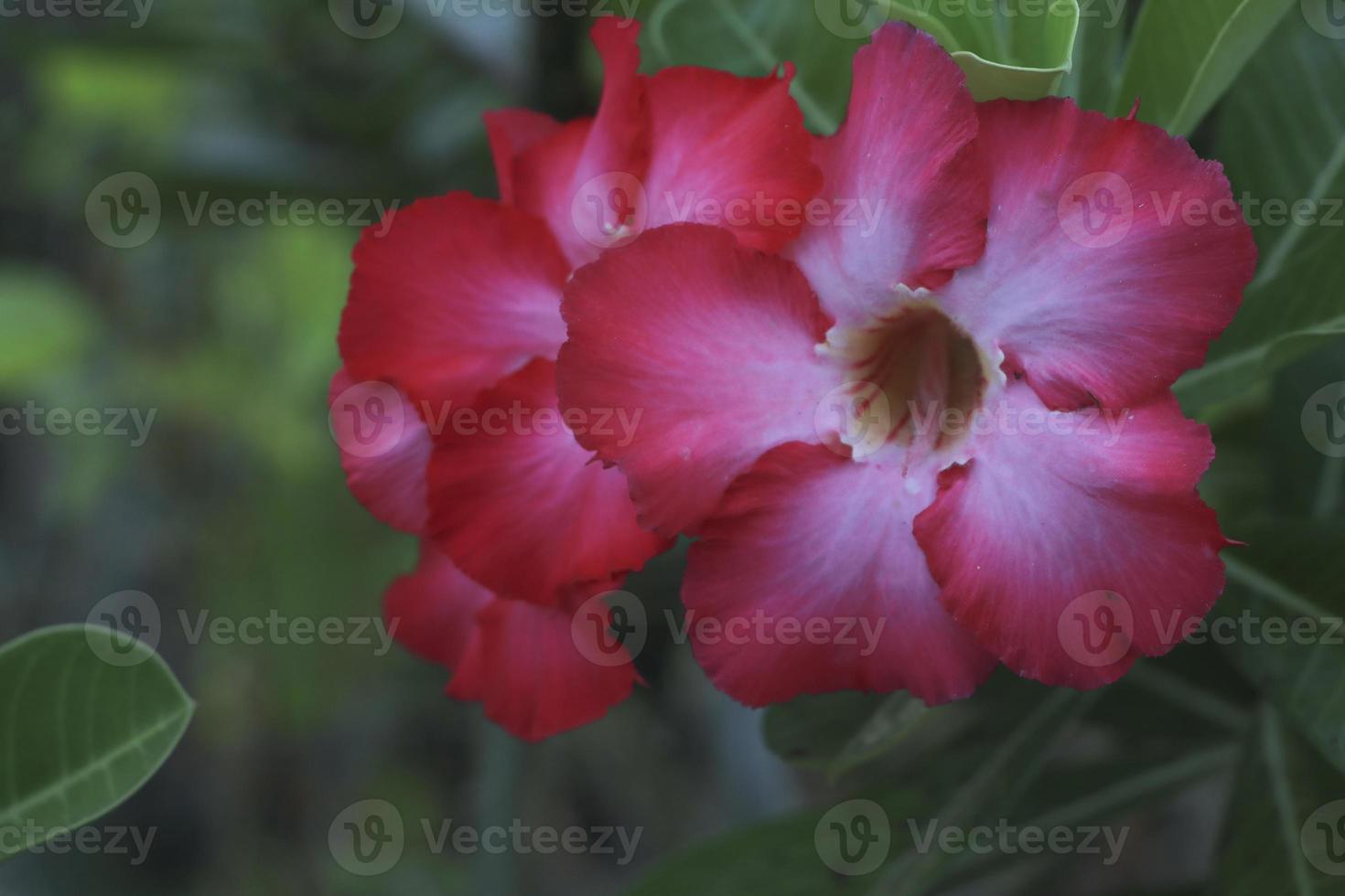 Flor de adenium rosa del desierto de color rosa y blanco con fondo verde foto