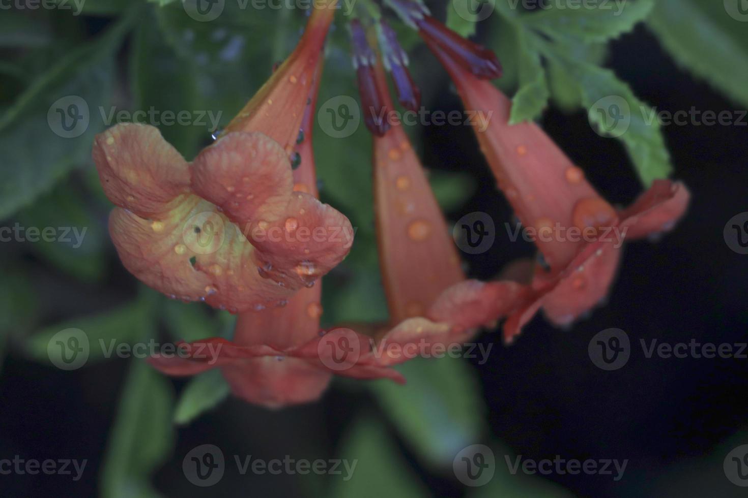 Acercamiento de la flor de tecoma naranja con fondo verde foto