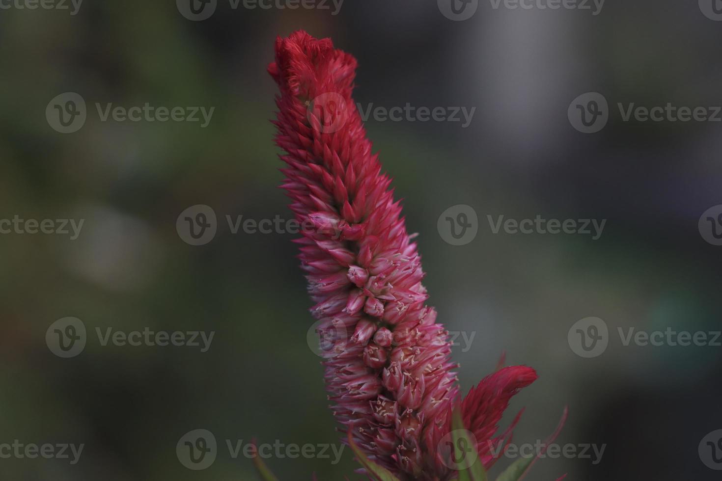 Pink Color Cockscomb Flower With Green Background photo