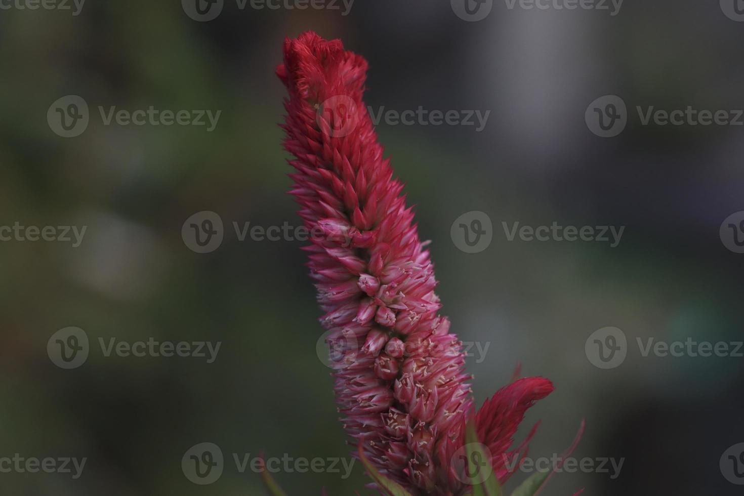 flor de cresta de gallo de color rosa con fondo verde foto